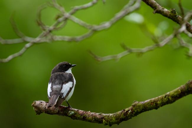 Pied Flycatcher (Ficedula hypoleuca). Northumberland, United Kingdom. May 2021