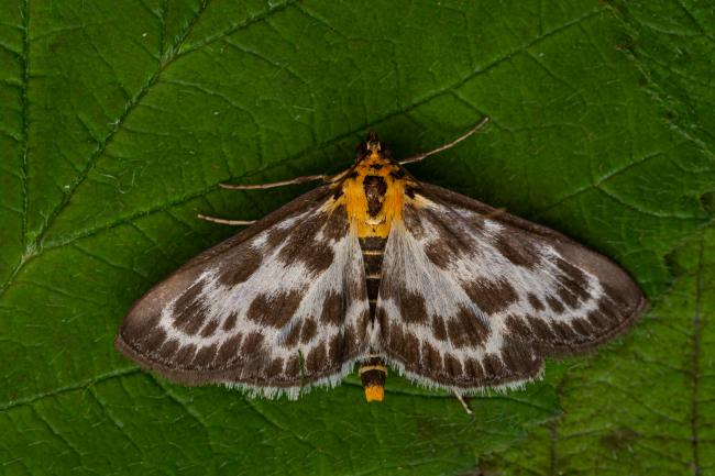 Small Magpie (Anania hortulata). County Durham, United Kingdom. June 2021