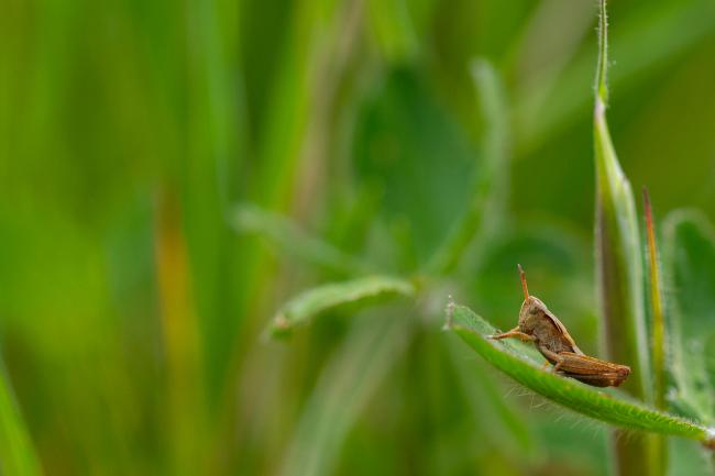 Field Grasshopper (Chorthippus brunneus). County Durham, United Kingdom. June 2021