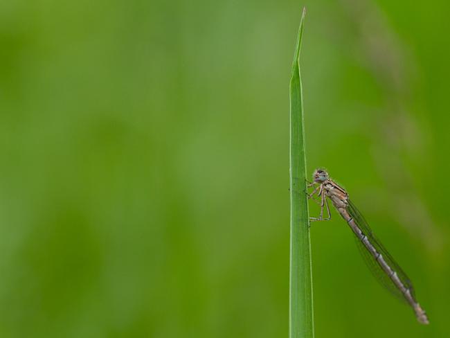 Insect sp. (Odonata sp.). County Durham, United Kingdom. June 2021