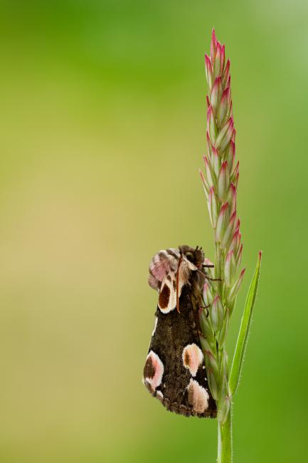 Peach Blossom (Thyatira batis). County Durham, United Kingdom. June 2021