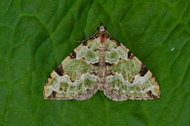 Green Carpet (Colostygia pectinataria). County Durham, United Kingdom. June 2021