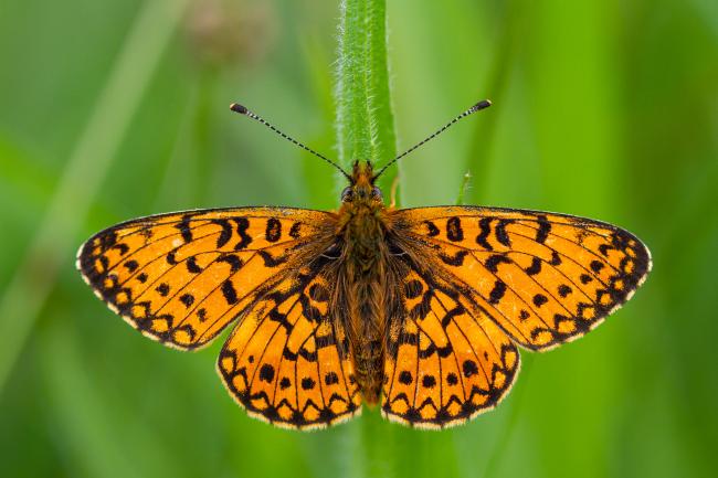 Small Pearl-bordered Fritillary (Boloria selene). County Durham, United Kingdom. June 2021