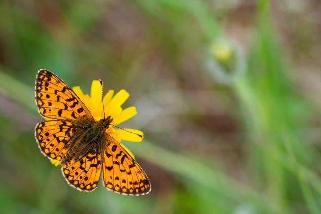 Small Pearl-bordered Fritillary (Boloria selene). County Durham, United Kingdom. June 2021
