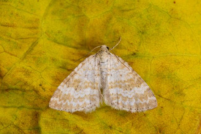 Grass Rivulet (Perizoma albulata). County Durham, United Kingdom. June 2021