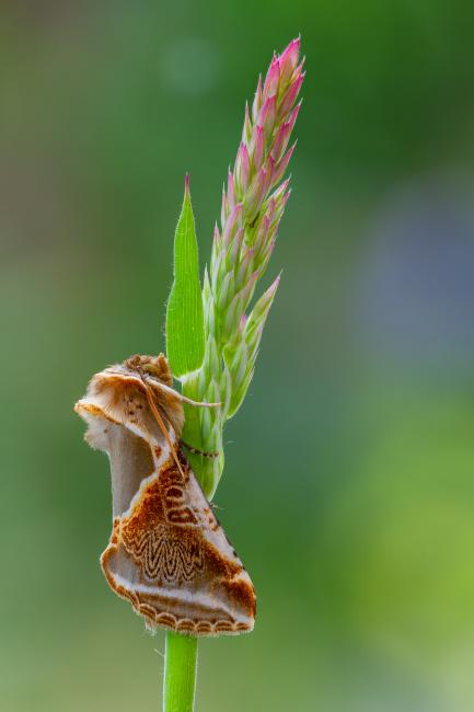 Buff Arches (Habrosyne pyritoides). County Durham, United Kingdom. July 2021