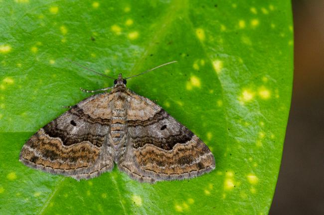 Large Twin-spot Carpet (Xanthorhoe quadrifasiata). County Durham, United Kingdom. July 2021