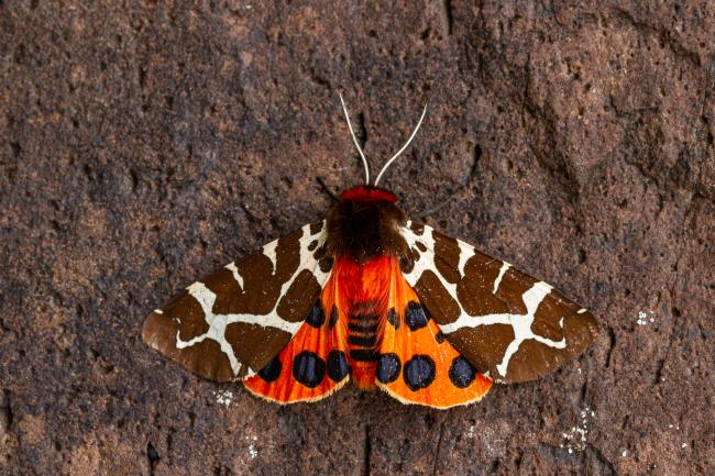 Garden Tiger (Arctia caja). Argyll and Bute, United Kingdom. July 2021