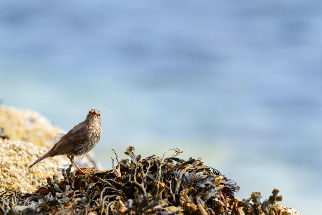 Rock Pipit (Anthus petrosus). Argyll and Bute, United Kingdom. July 2021