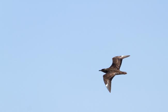 Great Skua (Stercorarius skua). Argyll and Bute, United Kingdom. July 2021