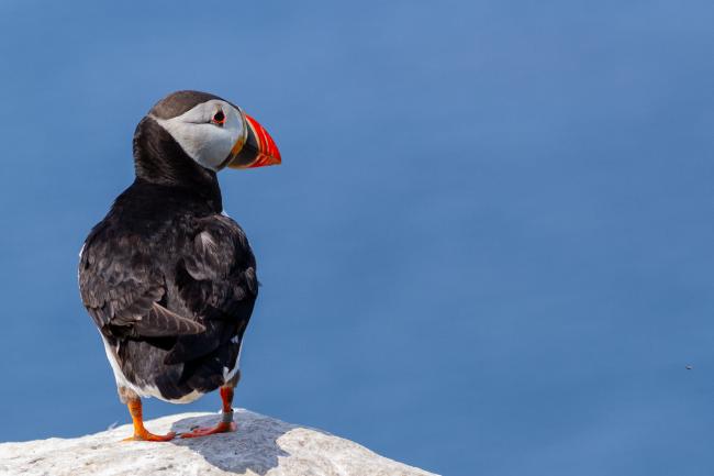 Atlantic Puffin (Fratercula arctica). Argyll and Bute, United Kingdom. July 2021