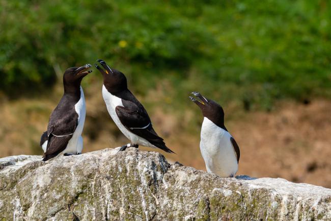 Razorbill (Alca torda). Argyll and Bute, United Kingdom. July 2021