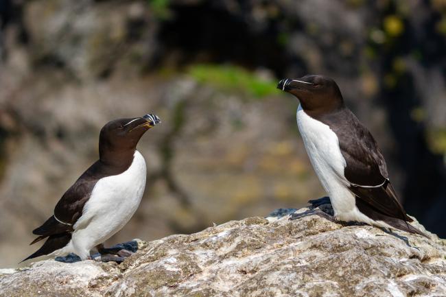 Razorbill (Alca torda). Argyll and Bute, United Kingdom. July 2021