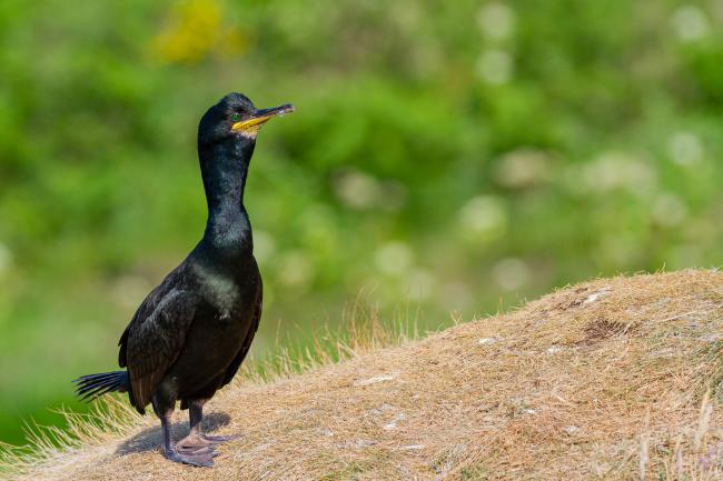 European Shag (Gulosus aristotelis). Argyll and Bute, United Kingdom. July 2021