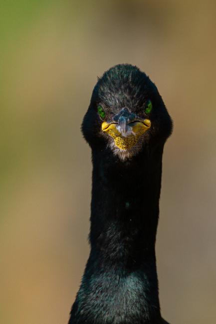 European Shag (Gulosus aristotelis). Argyll and Bute, United Kingdom. July 2021
