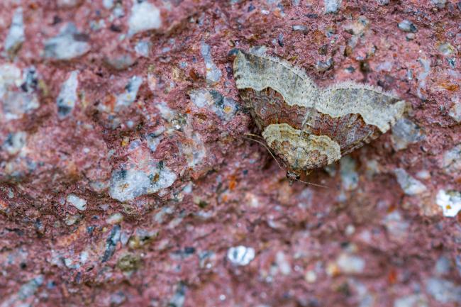 Red Carpet (Xanthorhoe decoloraria). Perth and Kinross, United Kingdom. July 2021