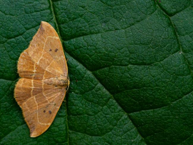 Oak hook-tip (Watsonalla binaria). West Sussex, United Kingdom. August 2021
