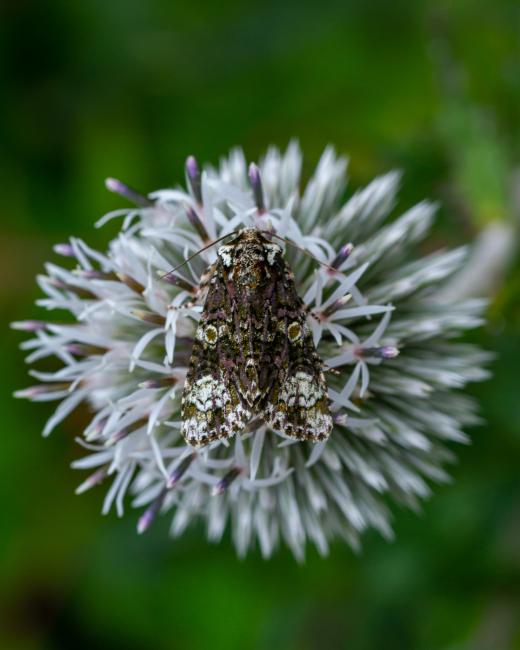 Coronet (Craniophora ligustri). West Sussex, United Kingdom. August 2021