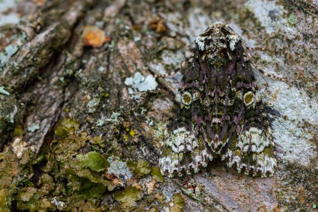 Coronet (Craniophora ligustri). West Sussex, United Kingdom. August 2021