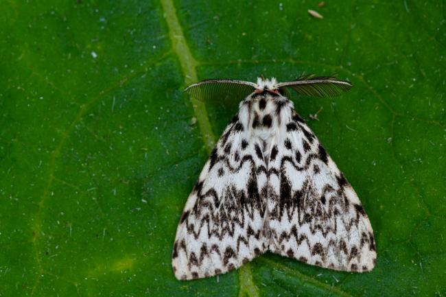 Black Arches (Lymantria monacha). West Sussex, United Kingdom. August 2021
