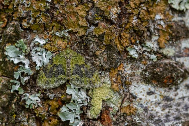 Yellow-barred Brindle (Acasis viretata). West Sussex, United Kingdom. August 2021