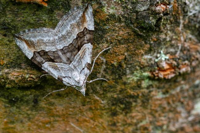 Treble Bar (Aplocera plagiata). West Sussex, United Kingdom. August 2021