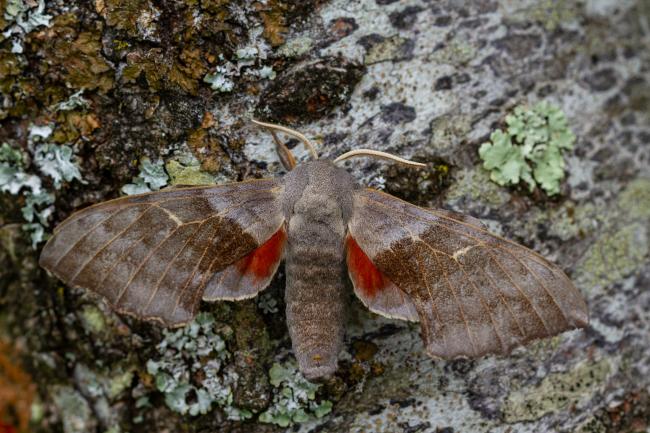 Poplar Hawk-moth (Laothoe populi). West Sussex, United Kingdom. August 2021