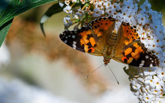 Painted Lady (Vanessa cardui). Oxfordshire, United Kingdom. August 2021