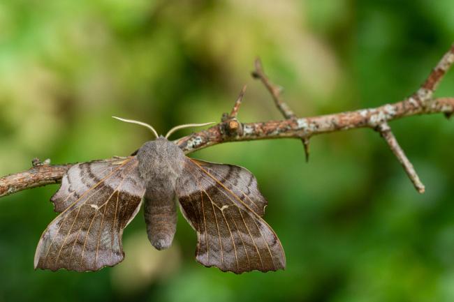 Poplar Hawk-moth (Laothoe populi). Oxfordshire, United Kingdom. August 2021