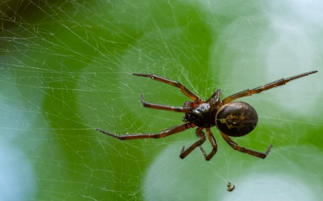 Noble False-widow Spider (Steatoda nobilis). Oxfordshire, United Kingdom. August 2021