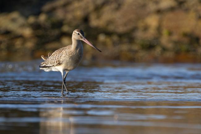 Bar-tailed Godwit (Limosa lapponica). Dyfed, United Kingdom. August 2021