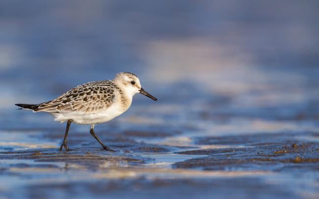 Sanderling (Calidris alba). Dyfed, United Kingdom. August 2021