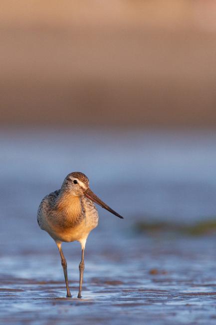 Bar-tailed Godwit (Limosa lapponica). Dyfed, United Kingdom. August 2021
