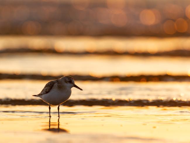 Sanderling (Calidris alba). Dyfed, United Kingdom. August 2021