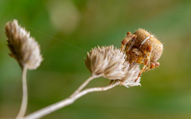 Garden Spider (Araneus diadematus). Dyfed, United Kingdom. September 2021