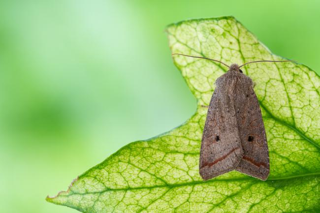Red-line Quaker (Leptologia lota). County Durham, United Kingdom. September 2021
