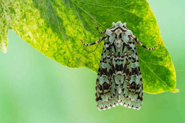 Merveille de Jour (Griposia aprilina). County Durham, United Kingdom. September 2021