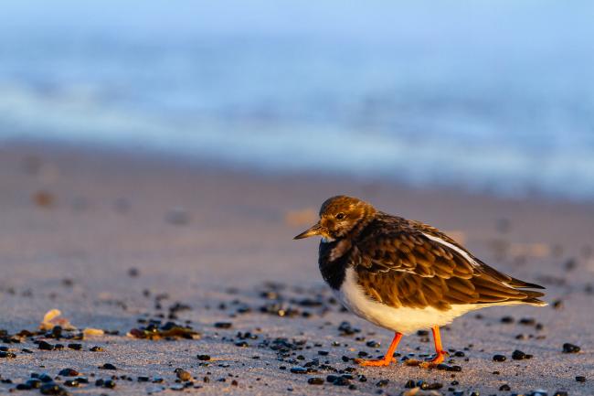 Turnstone (Arenaria interpres). County Durham, United Kingdom. January 2022