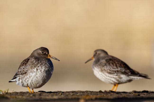 Purple Sandpiper (Calidris maritima). County Durham, United Kingdom. January 2022