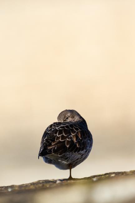 Purple Sandpiper (Calidris maritima). County Durham, United Kingdom. January 2022