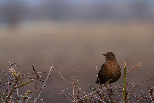 Common Blackbird (Turdus merula). County Durham, United Kingdom. February 2022