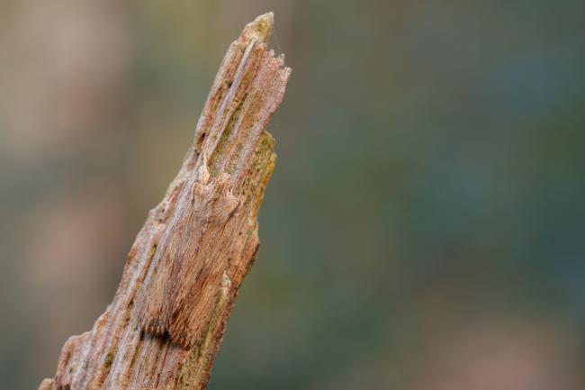 Pale Pinion (Lithophane socia). County Durham, United Kingdom. March 2022