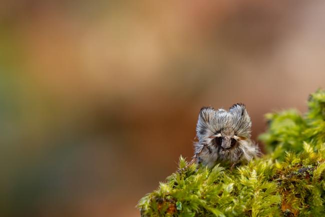 Yellow Horned (Achlya flavicornis). County Durham, United Kingdom. March 2022