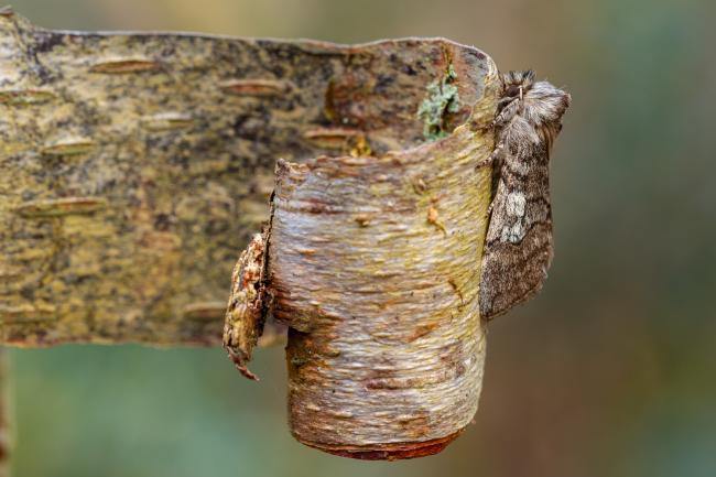 Yellow Horned (Achlya flavicornis). County Durham, United Kingdom. March 2022