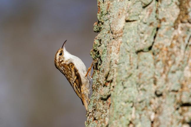 Eurasian Treecreeper (Certhia familiaris). County Durham, United Kingdom. March 2022