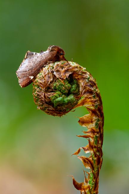 Scarce Prominent (Odontosia carmelita). County Durham, United Kingdom. May 2022