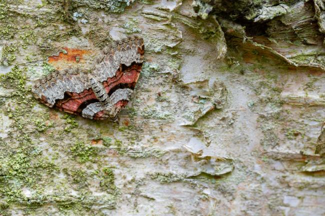 Flame Carpet (Xanthorhoe designata). County Durham, United Kingdom. May 2022
