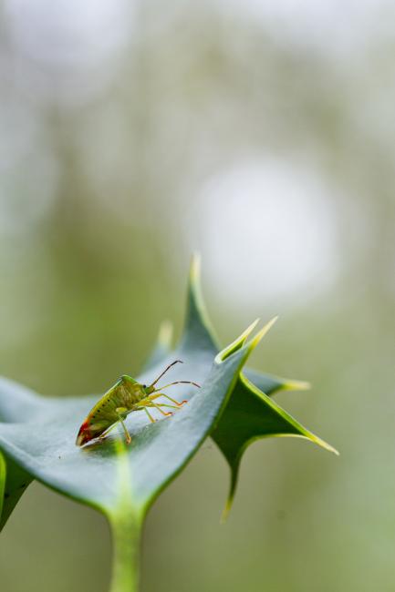 Birch Shield Bug (Elasmostethus interstinctus). County Durham, United Kingdom. May 2022