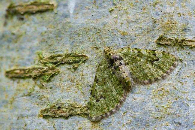 V-pug (Chloroclystis v-ata). County Durham, United Kingdom. May 2022