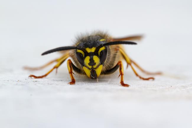Wasp sp. (Vespidae sp.). County Durham, United Kingdom. May 2022